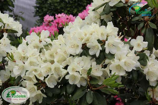 Rhododendron Ehrengold
